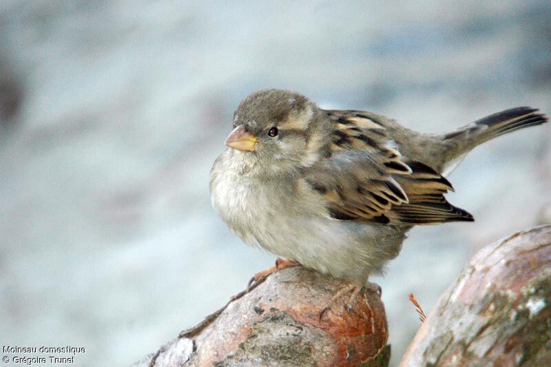 Moineau domestique