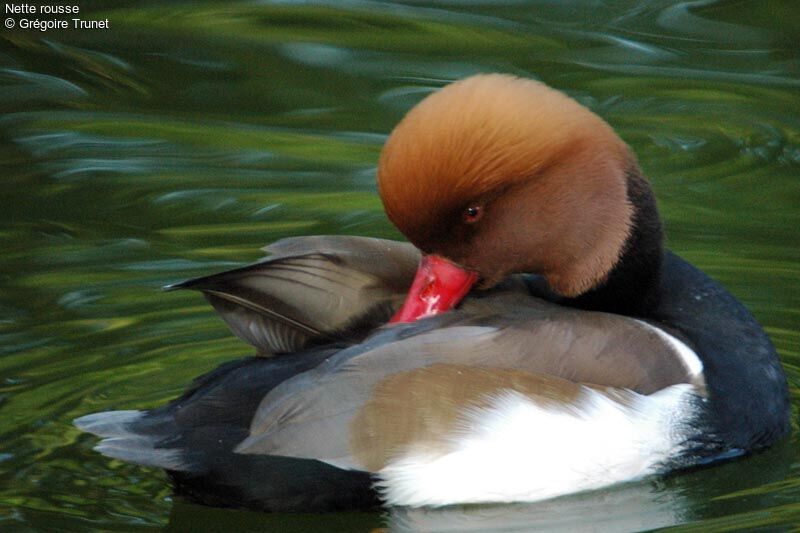 Nette rousse