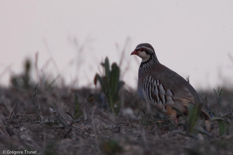 Red-legged Partridge