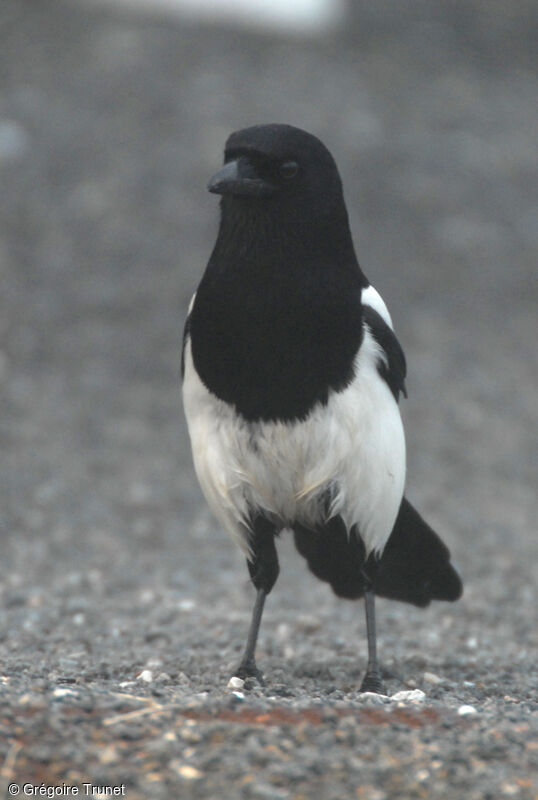 Pie bavarde
