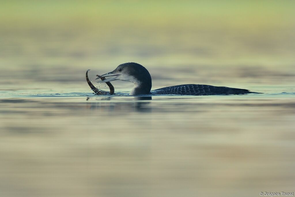 Plongeon imbrin