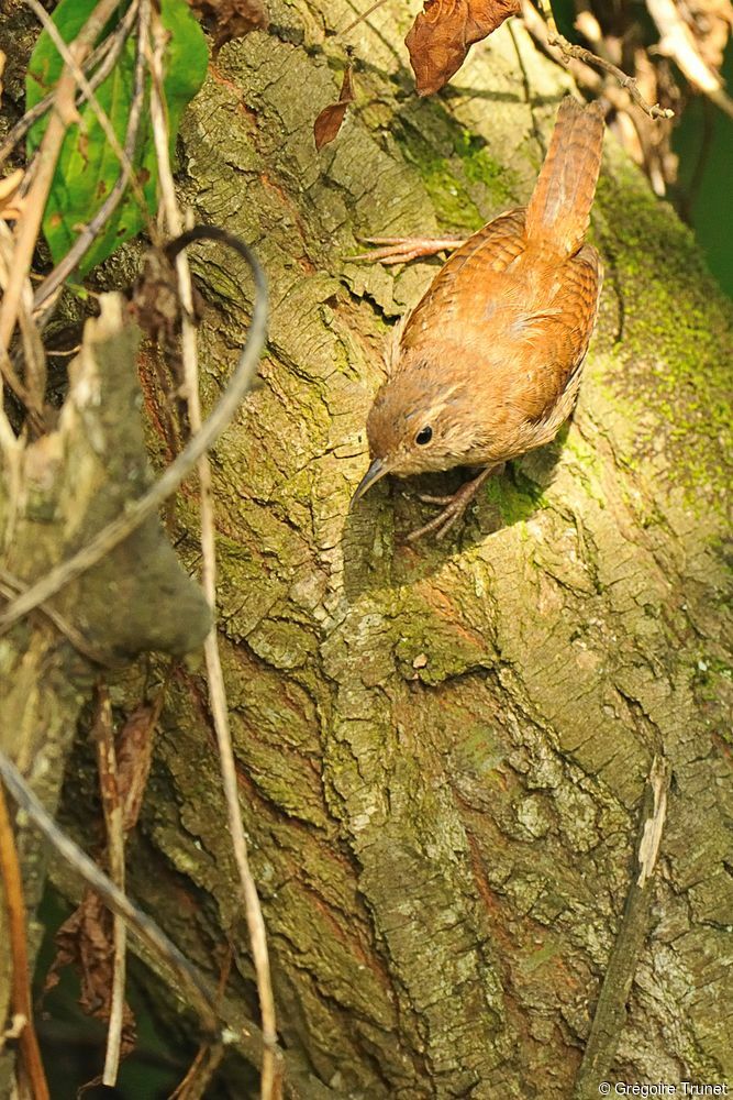 Troglodyte mignon