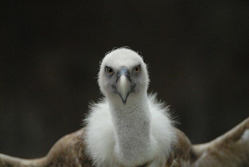 Vautour fauve