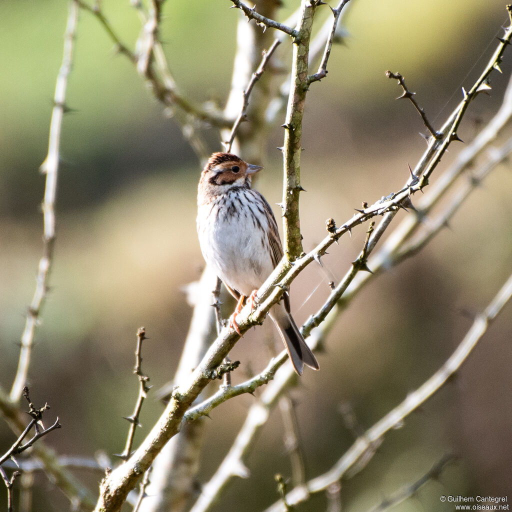 Bruant nain, identification, composition, pigmentation, marche