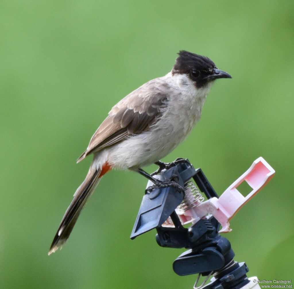 Sooty-headed Bulbul, close-up portrait, aspect, pigmentation, walking