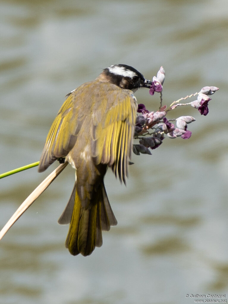 Light-vented Bulbul, identification, aspect, pigmentation, walking, feeding habits, eats