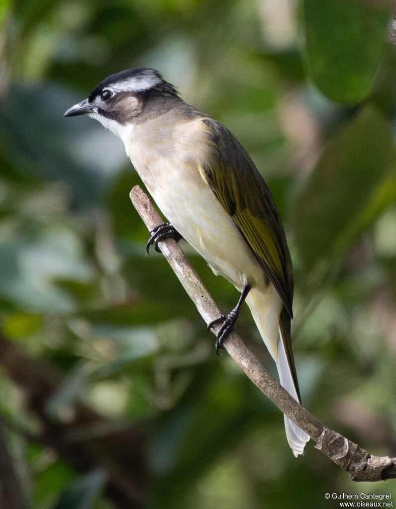 Light-vented Bulbul, identification, aspect, pigmentation, walking