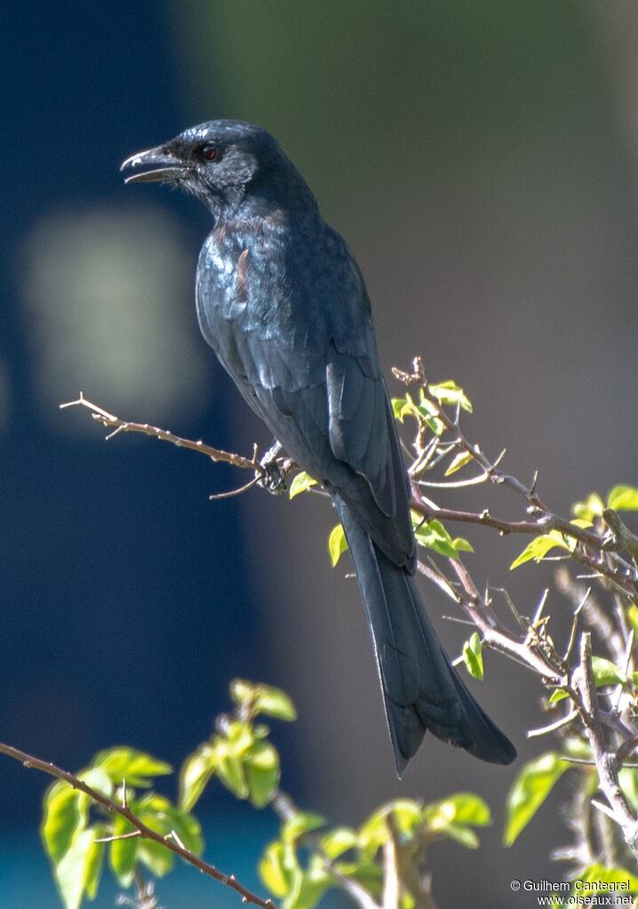 Drongo royal, identification, composition, pigmentation, marche