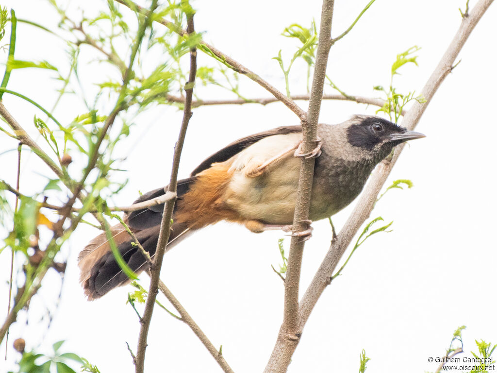 Masked Laughingthrush, identification, aspect, pigmentation, walking