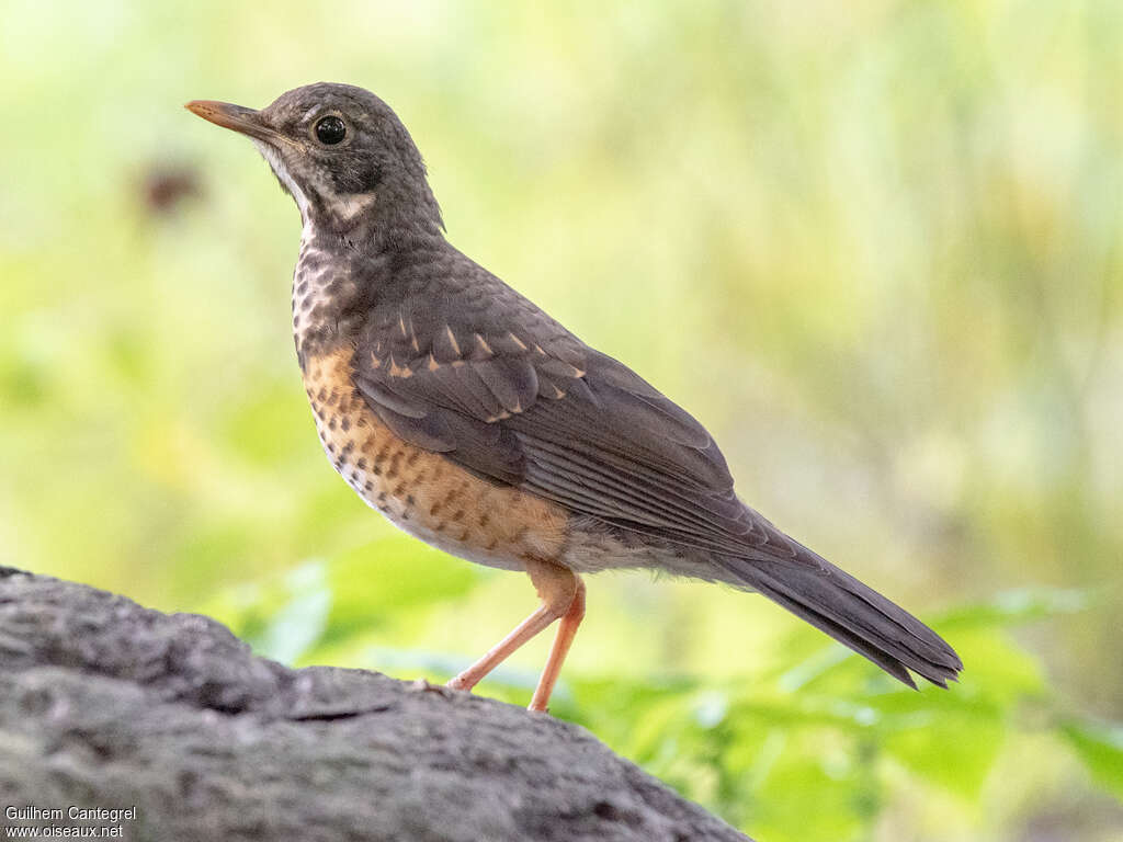 Black-breasted Thrushimmature, identification