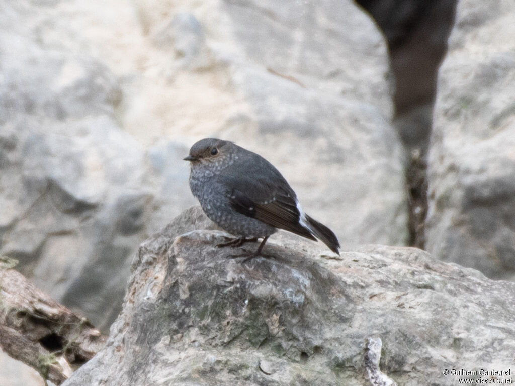 Plumbeous Water Redstart female, identification, aspect, pigmentation, walking