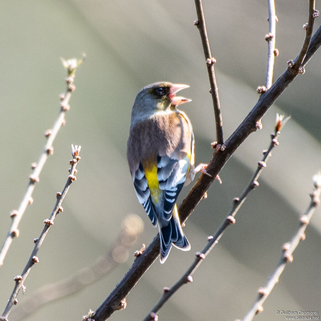 Oriental Greenfinch, identification, aspect, pigmentation, walking, song