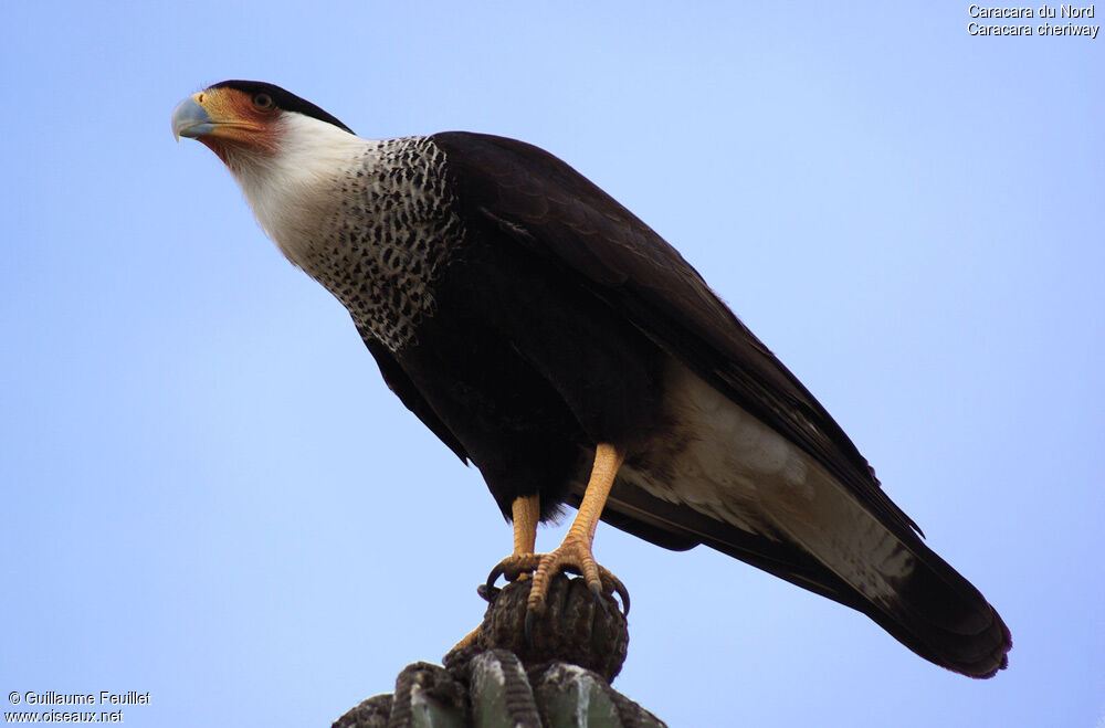 Crested Caracara (cheriway)