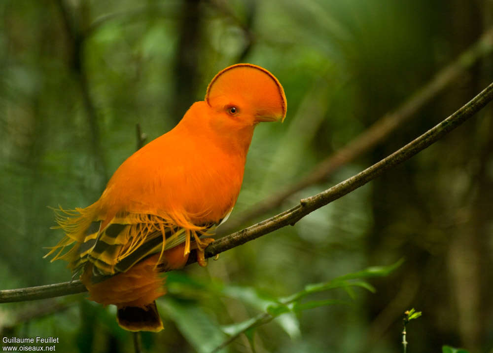 Coq-de-roche orange mâle adulte nuptial, identification