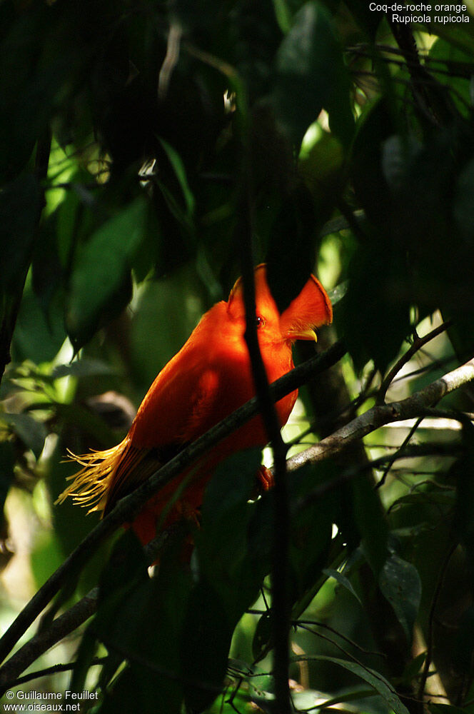 Coq-de-roche orange