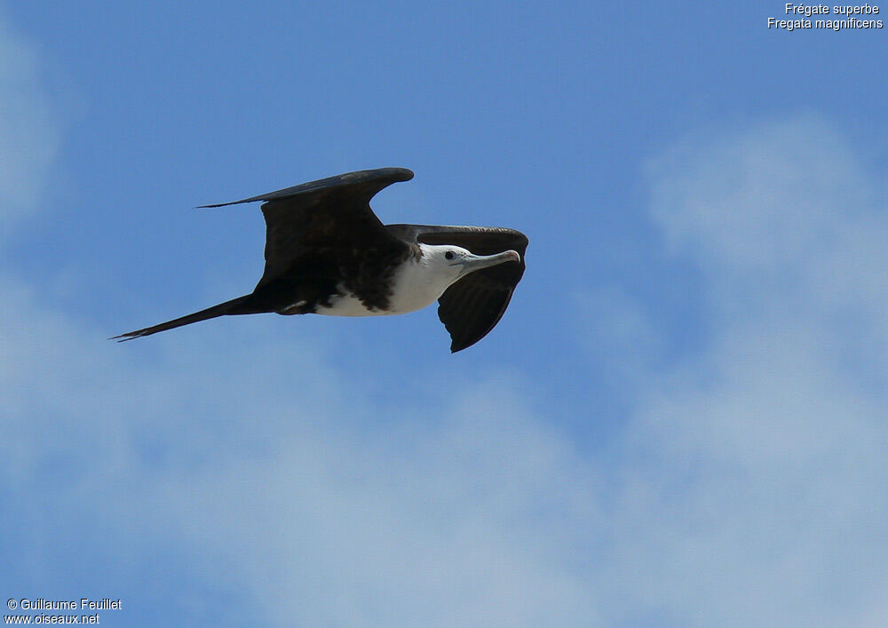 Magnificent Frigatebird female juvenile