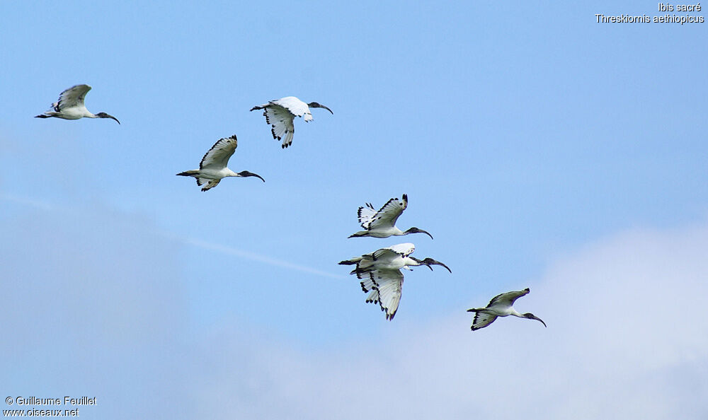 Ibis sacré