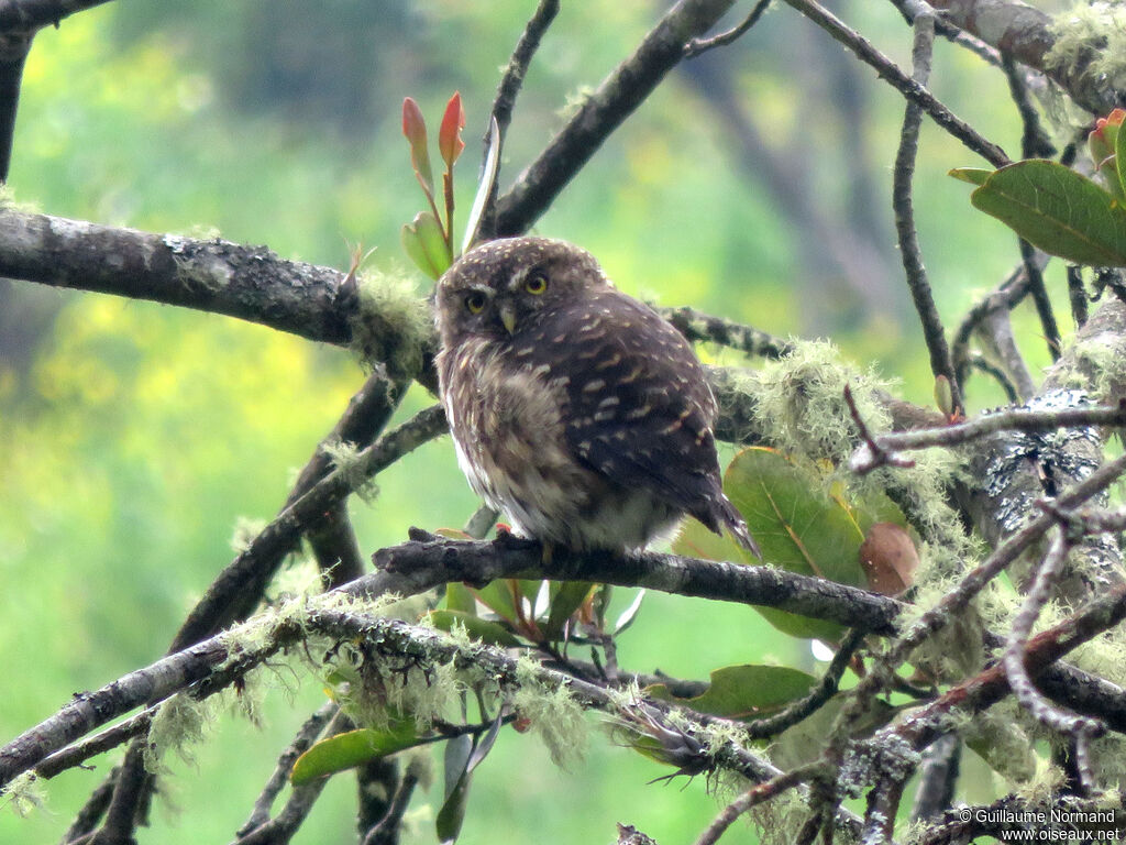 Andean Pygmy Owl