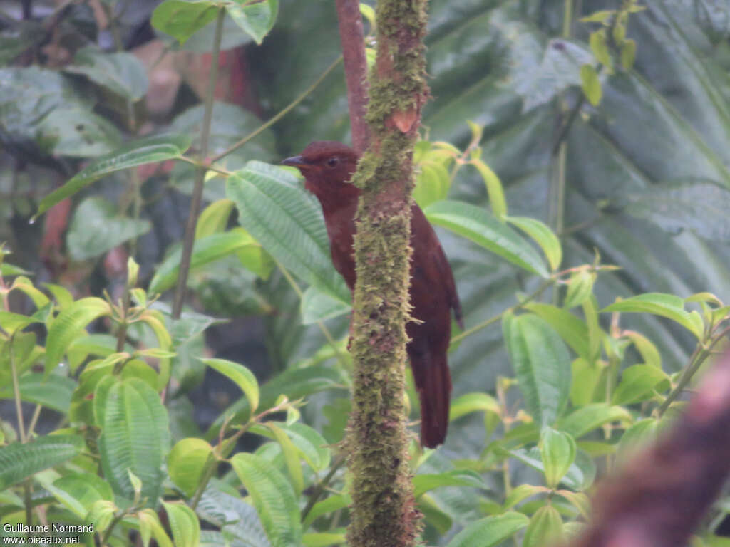 Rufous-brown Solitaire