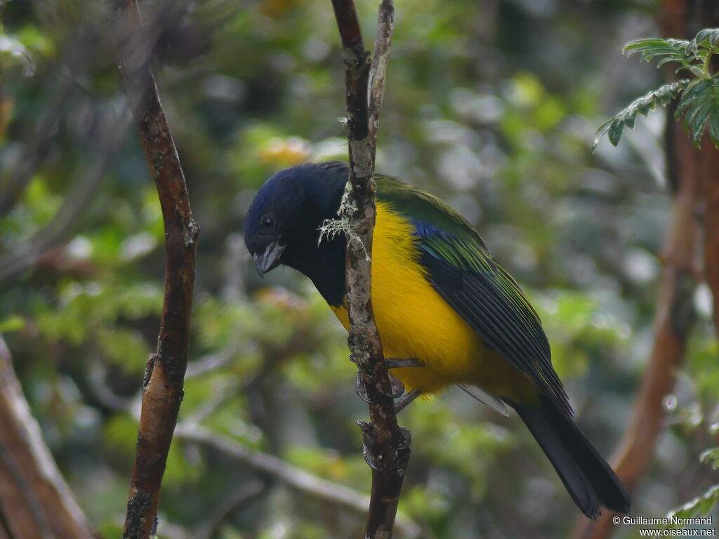 Black-chested Mountain Tanager