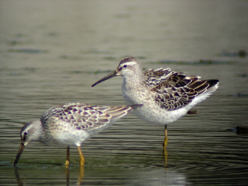 Stilt Sandpiper