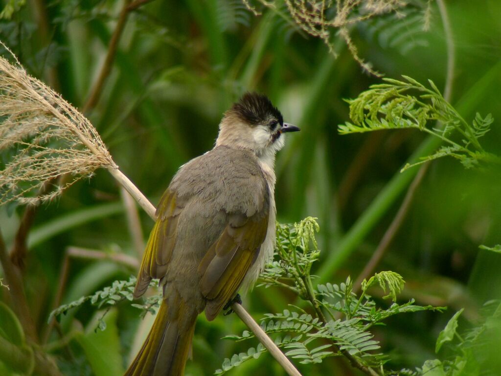 Bulbul de Taïwan
