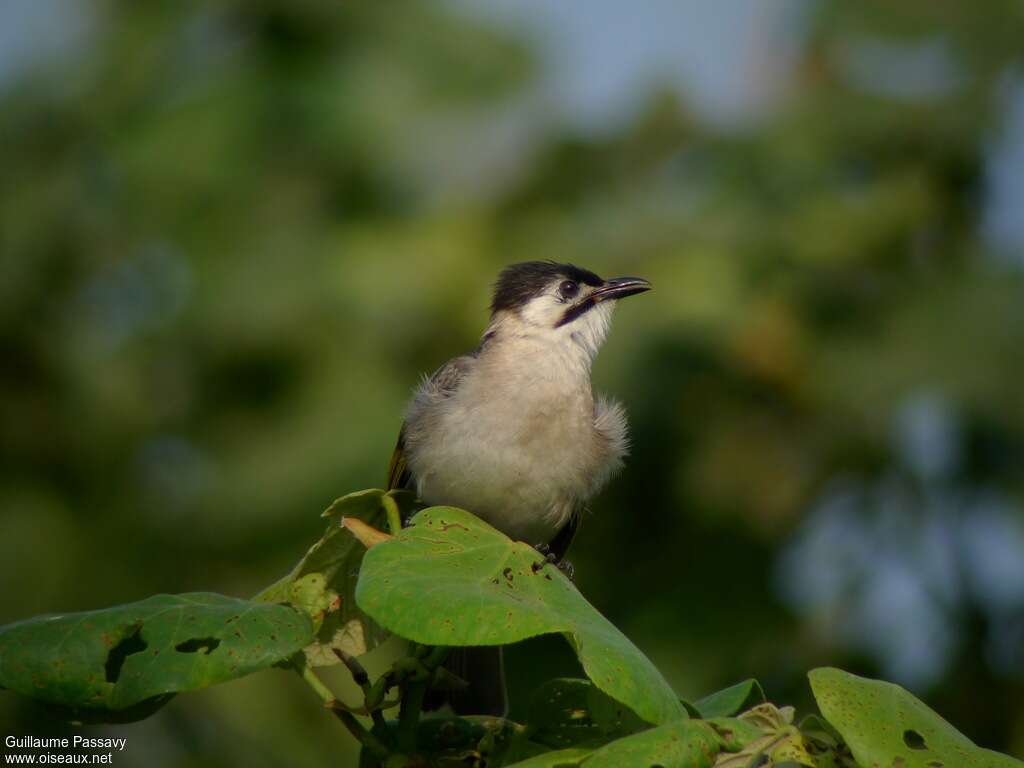 Styan's Bulbul