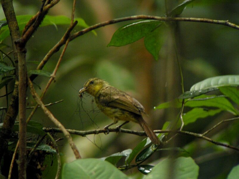 Bulbul ictérin