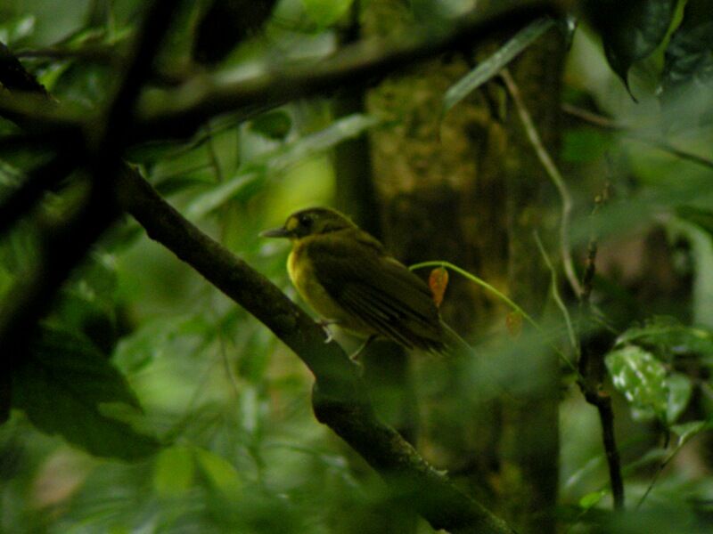 Bulbul jauneloreadulte