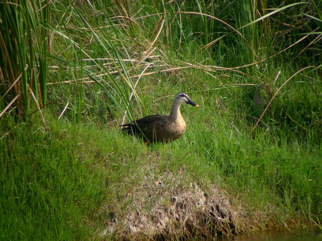 Canard à bec tacheté