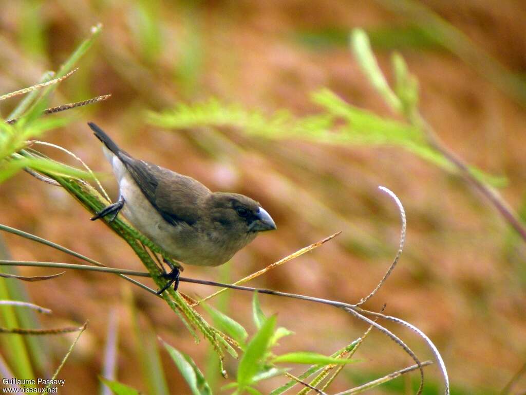 Capucin bicoloreimmature, identification
