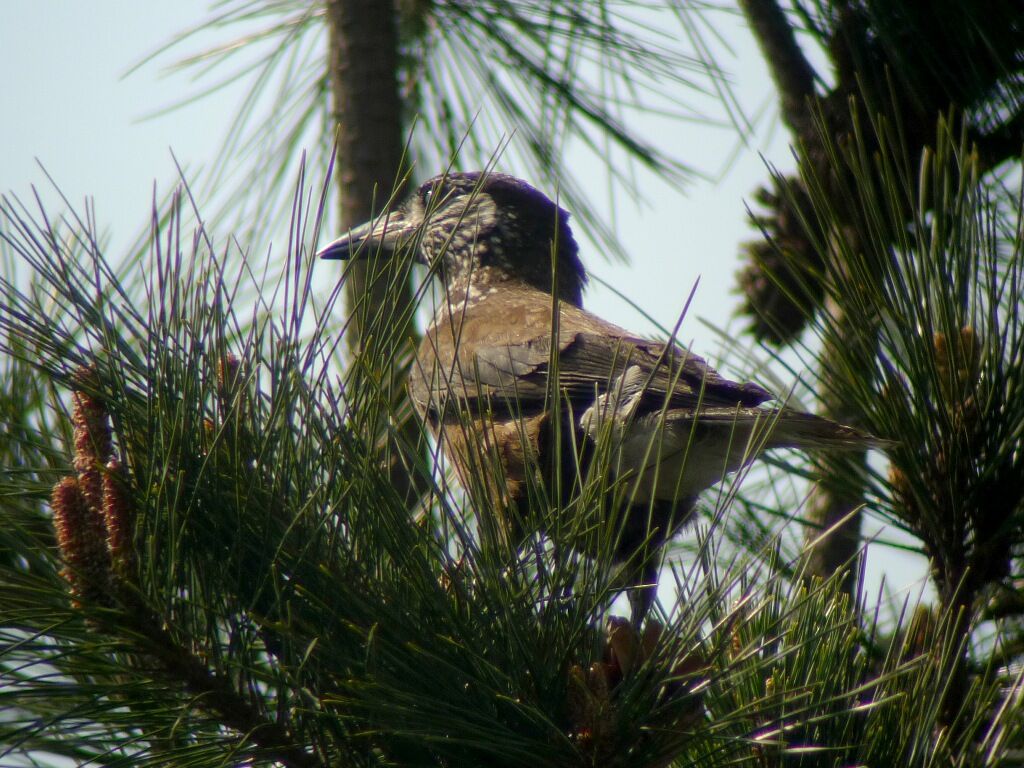Southern Nutcrackeradult