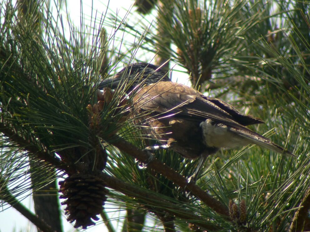 Southern Nutcrackeradult