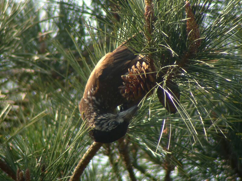 Southern Nutcrackeradult, feeding habits, eats, Behaviour