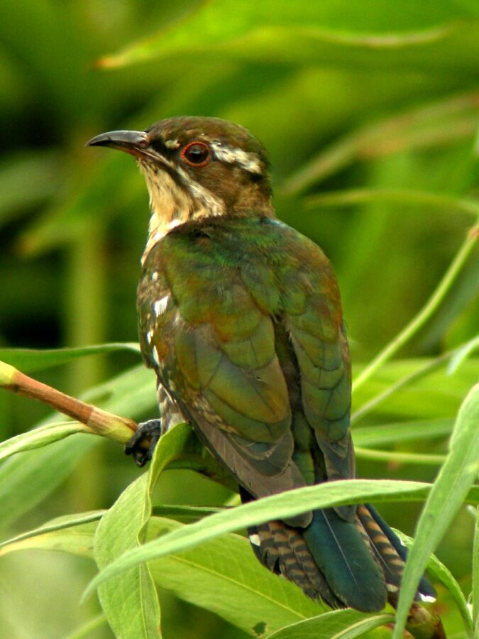 Diederik Cuckoo male adult, identification