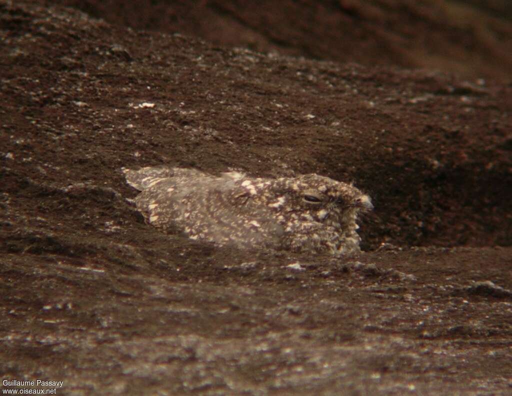 Freckled Nightjar