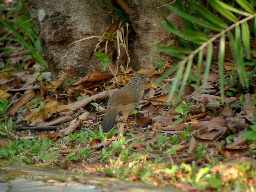 Garrulaxe de Taïwan