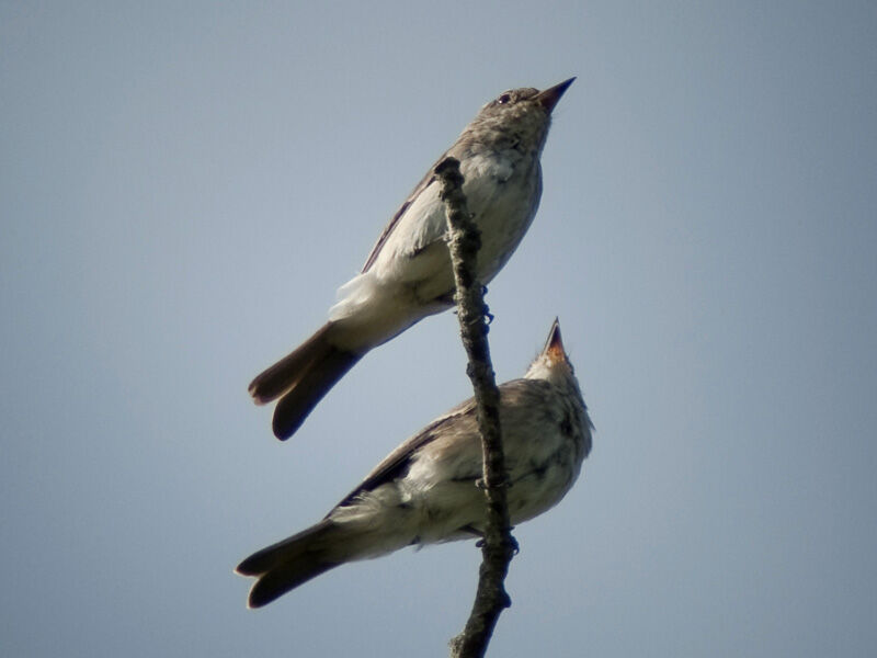 Spotted Flycatcher