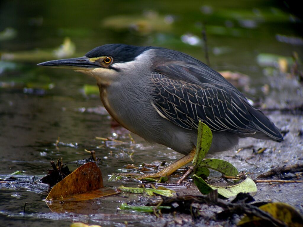 Little Heron