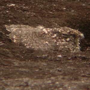 Engoulevent pointillé