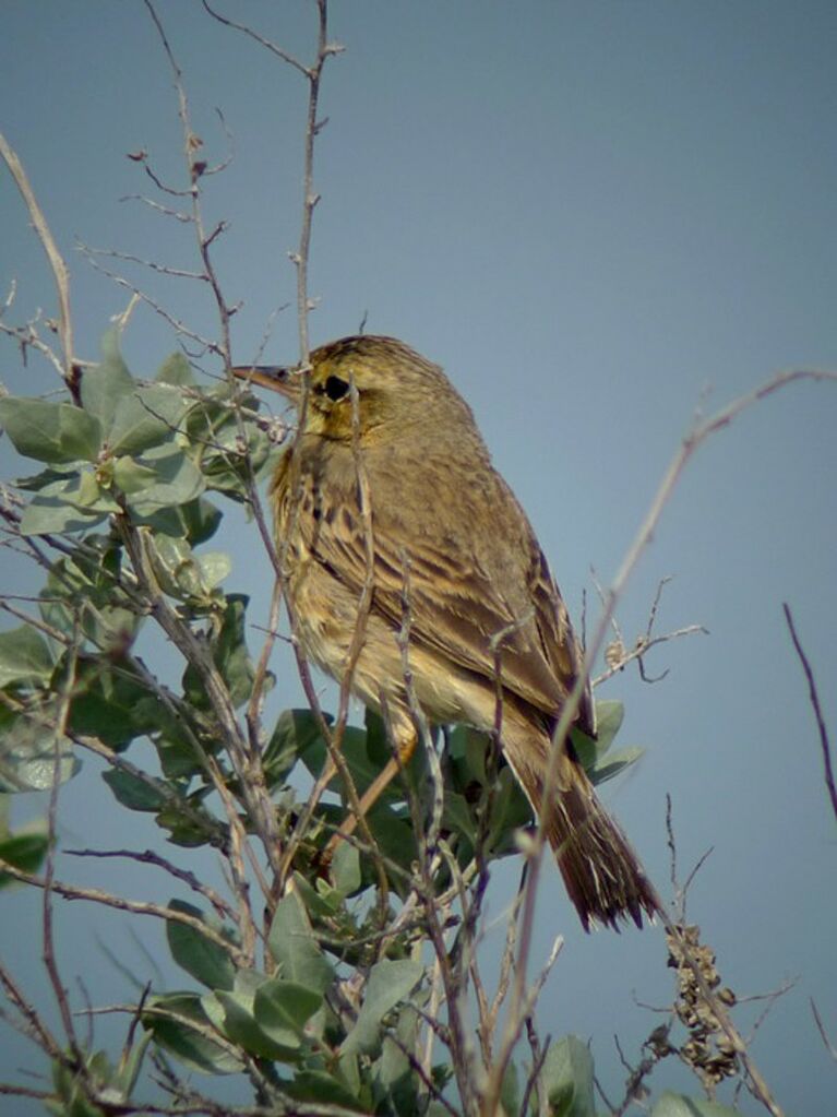 Pipit rousselineadulte nuptial, identification, Comportement