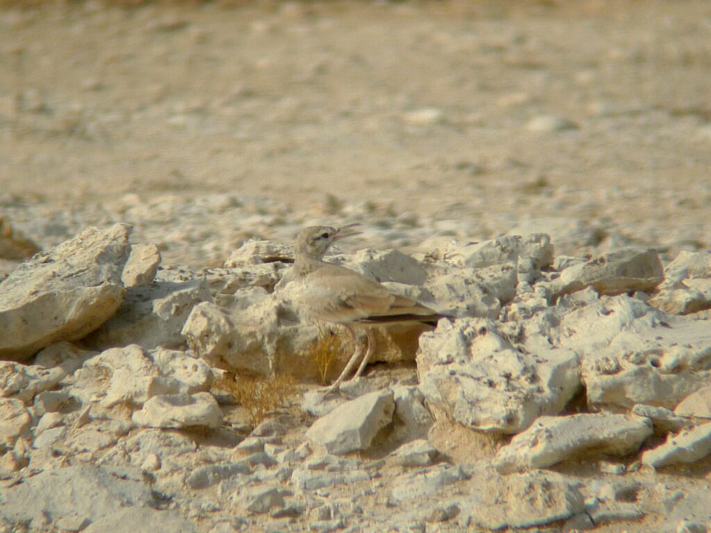 Sirli du désert1ère année, identification, habitat
