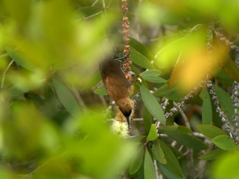 Carmelite Sunbird male adult