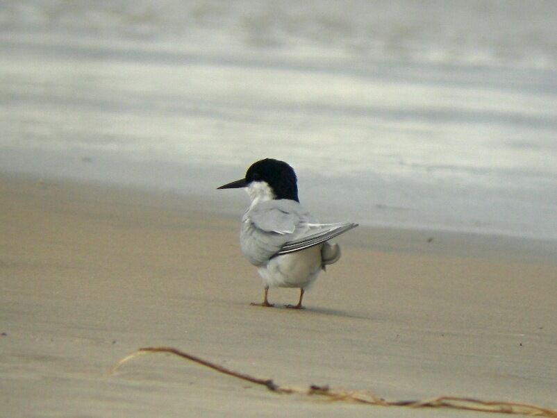 Damara Ternadult breeding