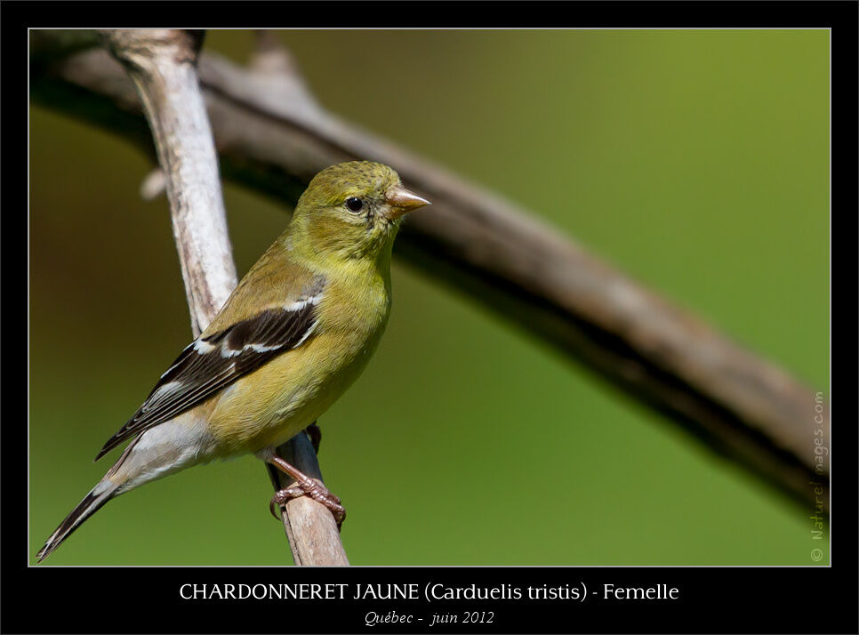 American Goldfinch female