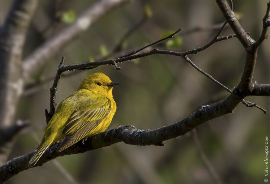 Paruline jaune mâle adulte