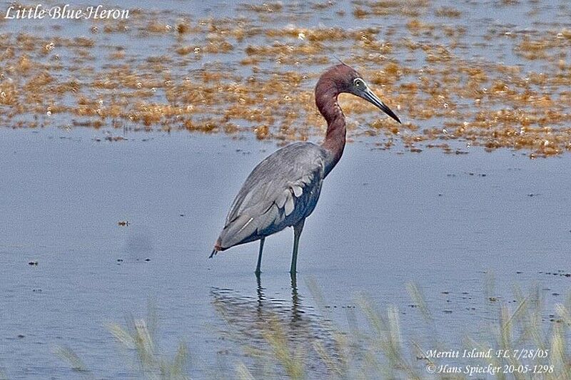 Little Blue Heron
