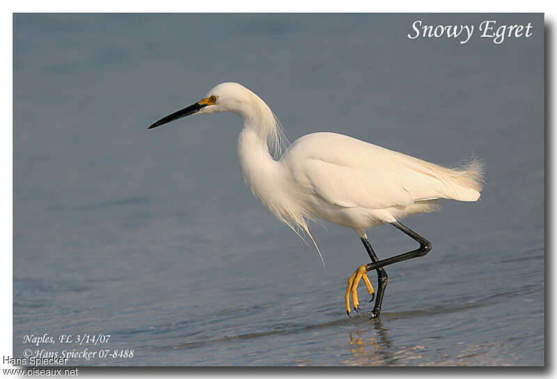 Snowy Egretadult breeding, identification, aspect, walking