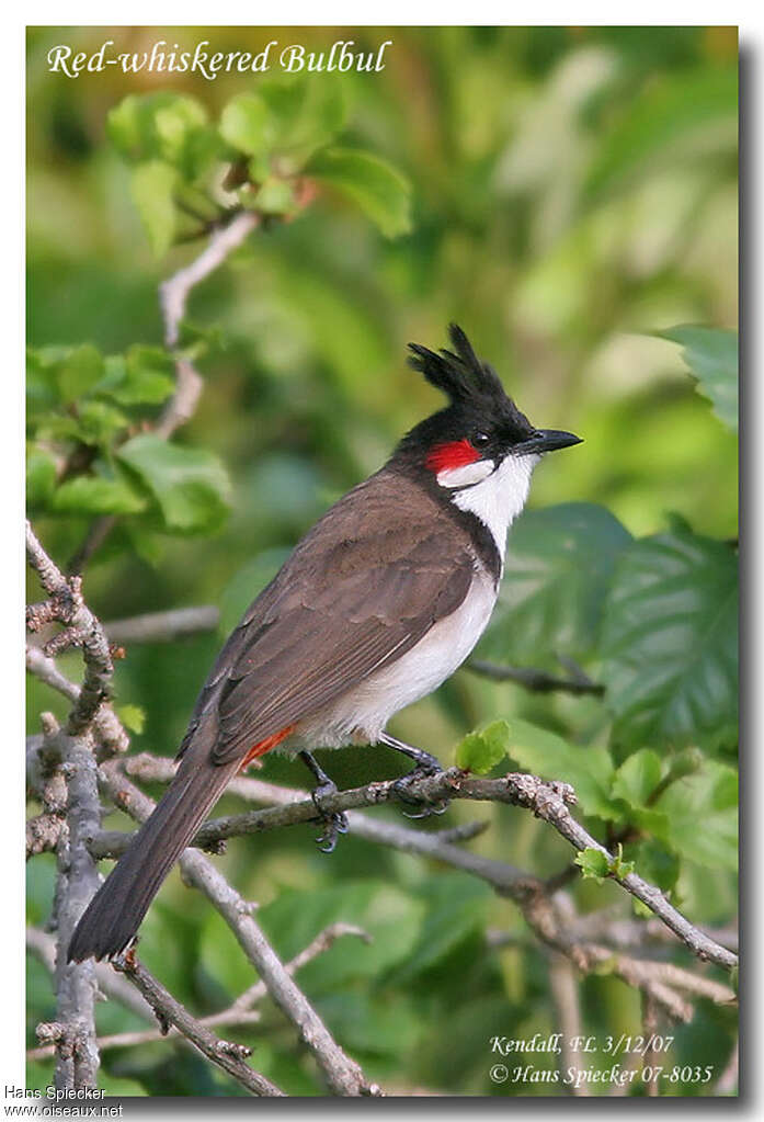 Bulbul orphéeadulte, identification