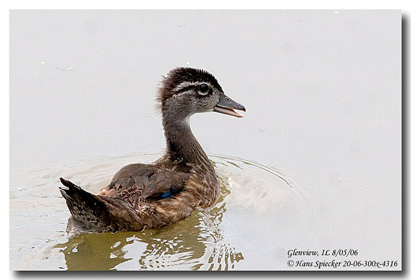 Wood Duckjuvenile